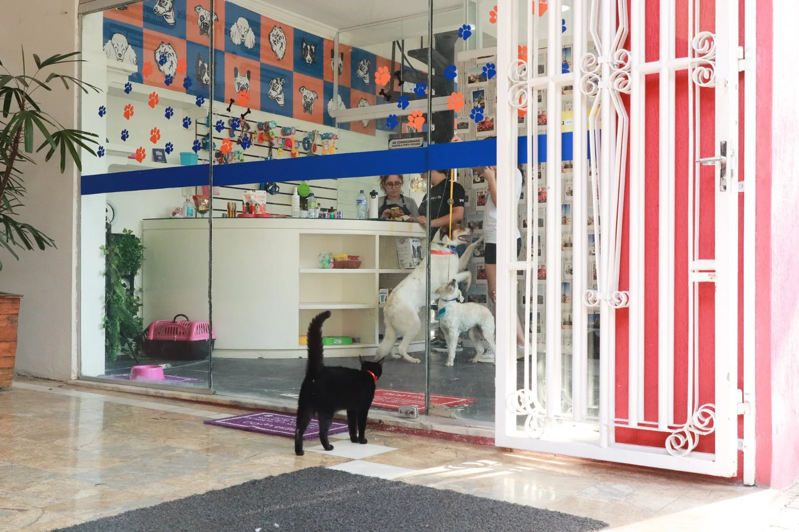 Tudo sobre adestramento de cães no Jardim do Mar