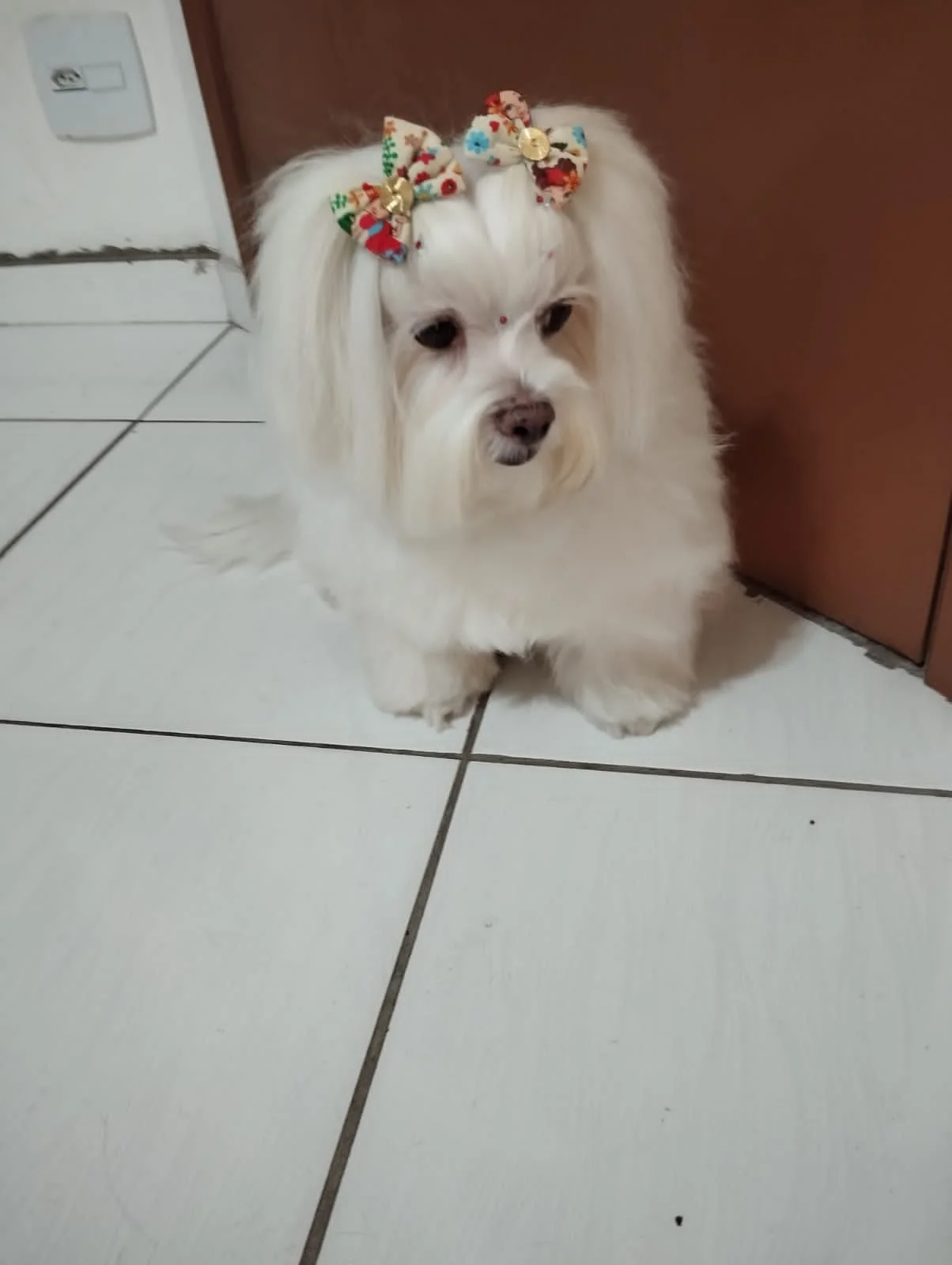 Tudo sobre creche para cães em Pauliceia