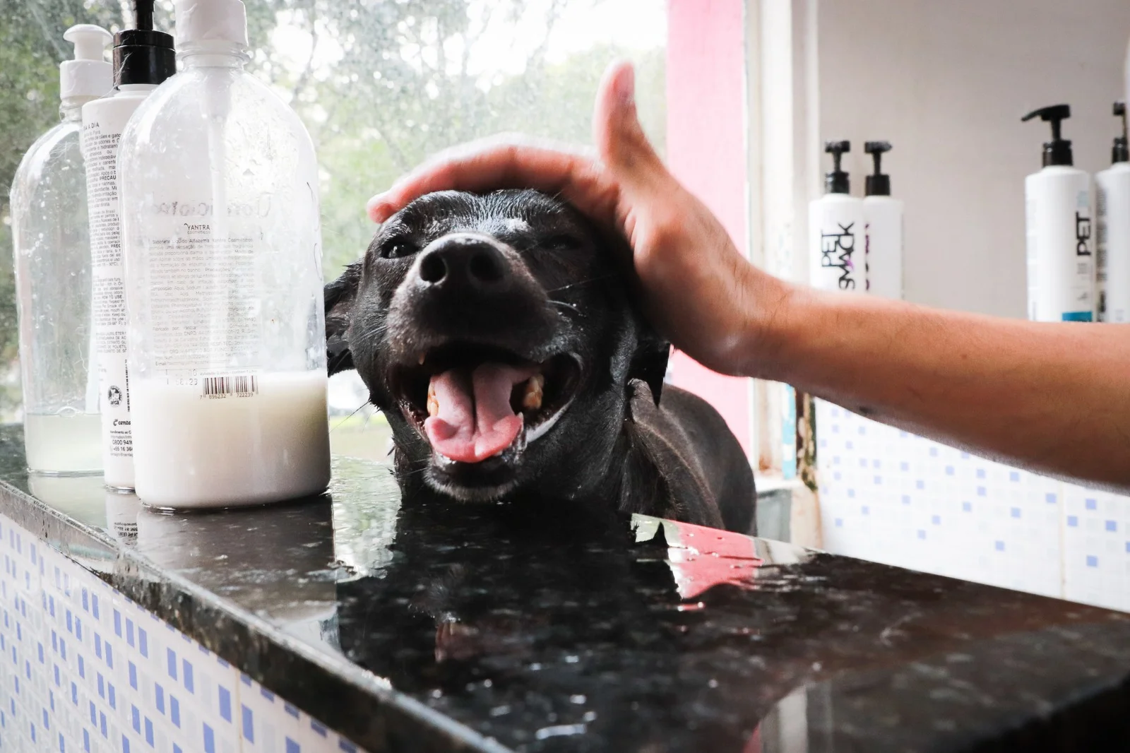 Tudo sobre creche para cães em São Caetano do Sul