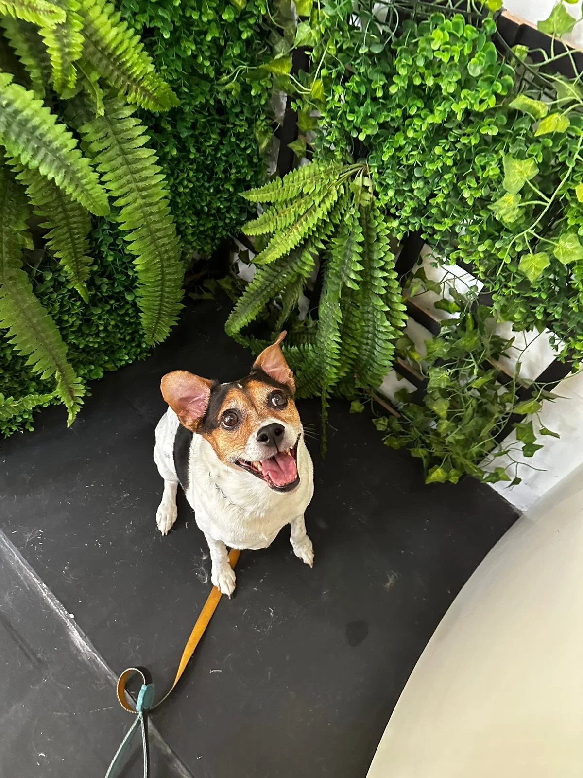 Tudo sobre adestramento de cães em Nova Petrópolis